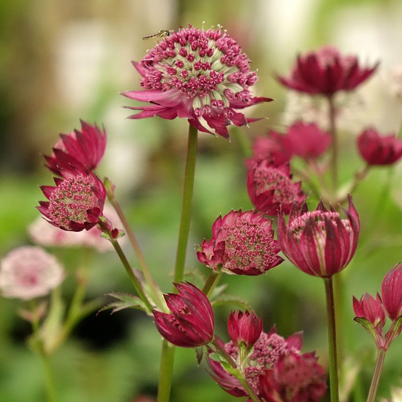 Astrantia major Rubra - Masterwort (Flowering)