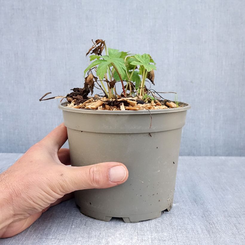 Astrantia major Shaggy - Masterwort 2L/3L pot sample as delivered in autumn