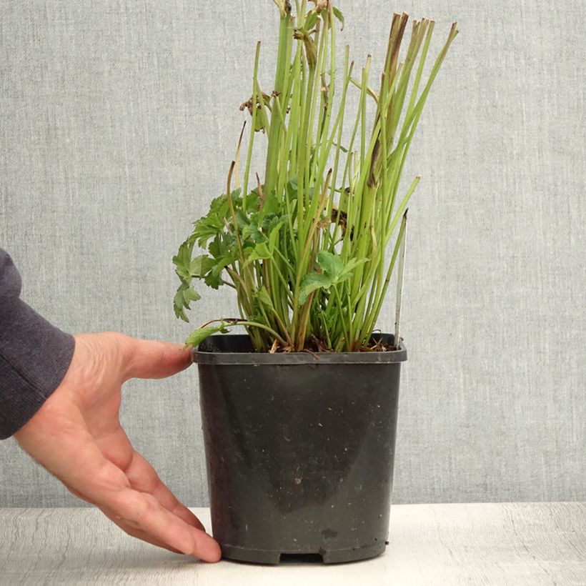 Astrantia major Star of Beauty - Masterwort 1.5L/2L pot sample as delivered in summer