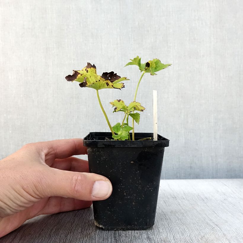 Astrantia major Star of Love - Masterwort 8/9 cm pot sample as delivered in autumn