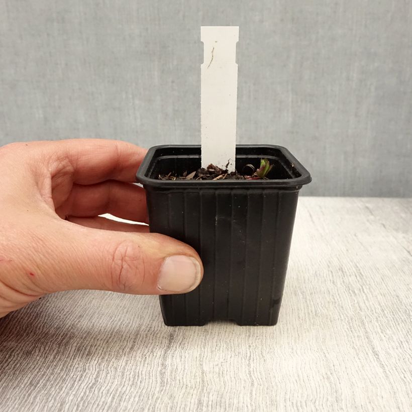 Astrantia major Star of Love - Masterwort 8/9 cm pot sample as delivered in spring