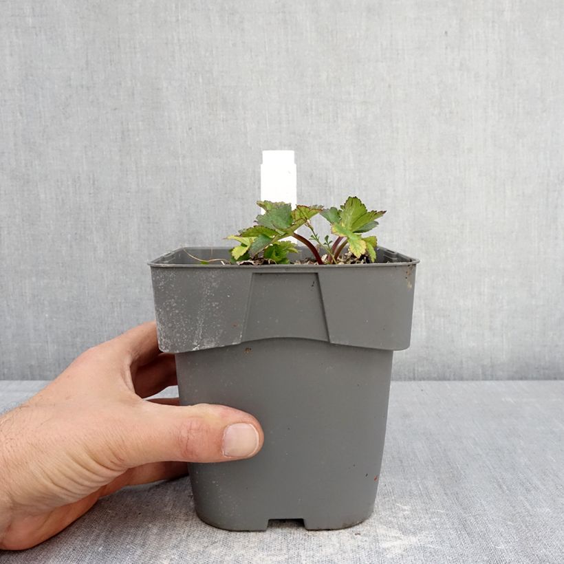 Astrantia major Star of Love - Masterwort 2L/3L pot sample as delivered in spring