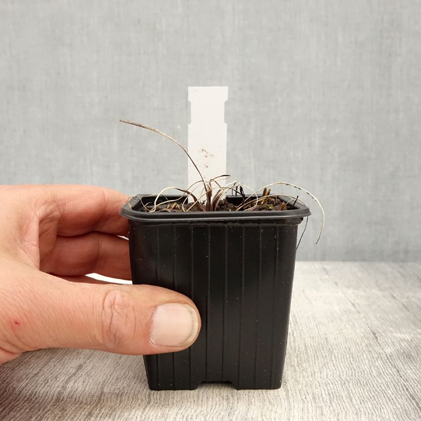 Astrantia major Cerise Button - Masterwort 8/9 cm pot sample as delivered in spring