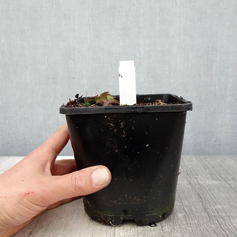 Astrantia major Cerise Button - Masterwort 2L/3L pot sample as delivered in spring