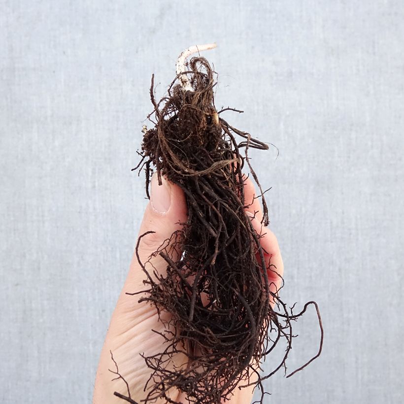 Astrantia major - Masterwort Bare root sample as delivered in winter