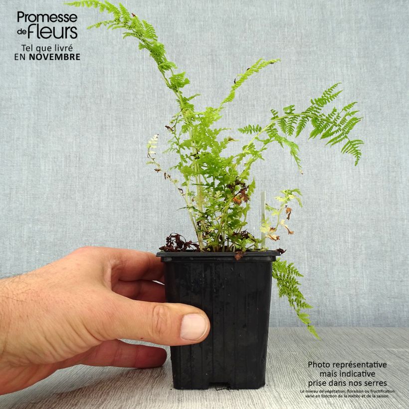 Athyrium filix-femina - Lady Fern 8/9 cm pot sample as delivered in autumn
