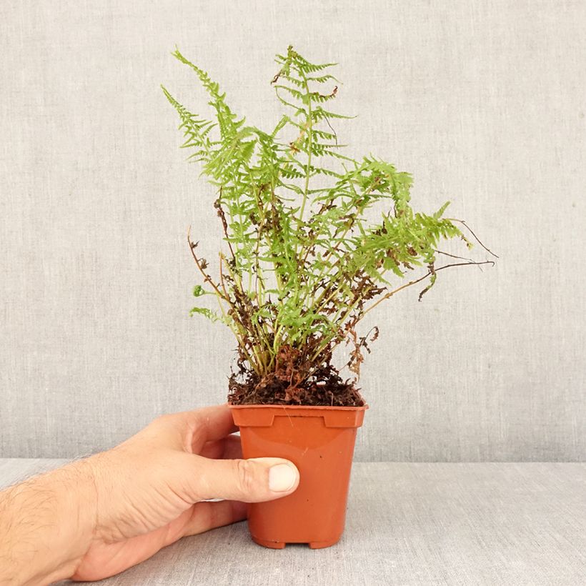 Athyrium filix-femina Victoriae - Lady Fern 8/9 cm pot sample as delivered in autumn