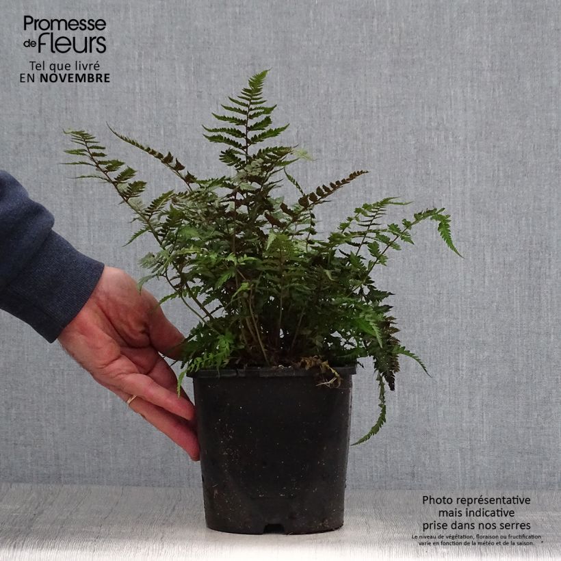 Athyrium niponicum var. pictum Metallicum - Painted Fern 2L/3L pot sample as delivered in autumn