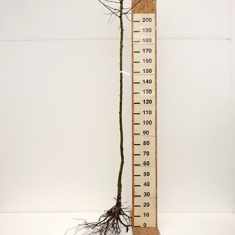 Crataegus laevigata Pauls Scarlet - Hawthorn Bare root sample as delivered in winter