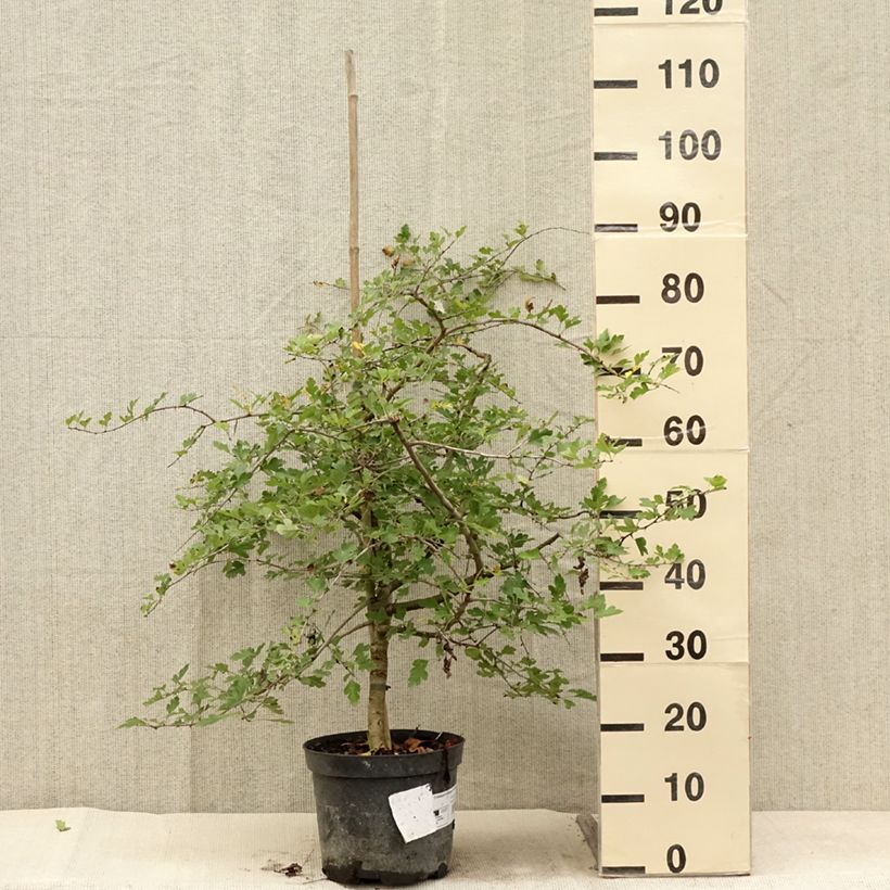 Crataegus monogyna Xanthocarpa 3L/4L pot sample as delivered in summer