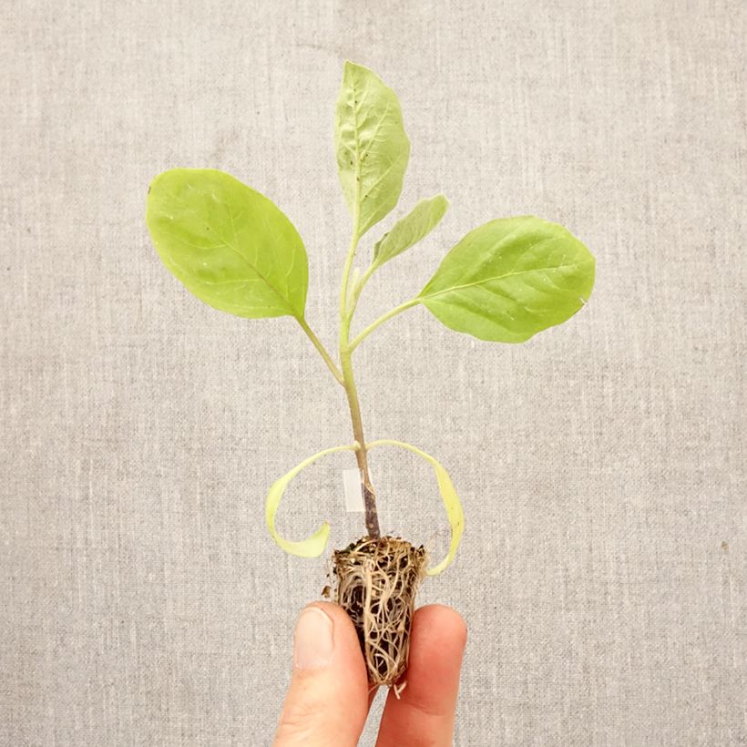 Aubergine Bonica F1 GRAFTED plants - ORGANIC Plug plant 1.5/2.5 cm sample as delivered in spring