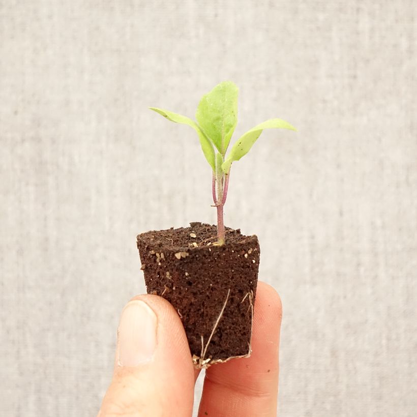 Aubergine Patio Baby F1plants Plug plant 3/4cm sample as delivered in spring