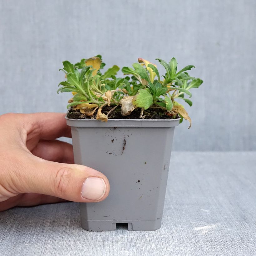 Aubrieta Cascade Purple 8/9 cm pot sample as delivered in autumn