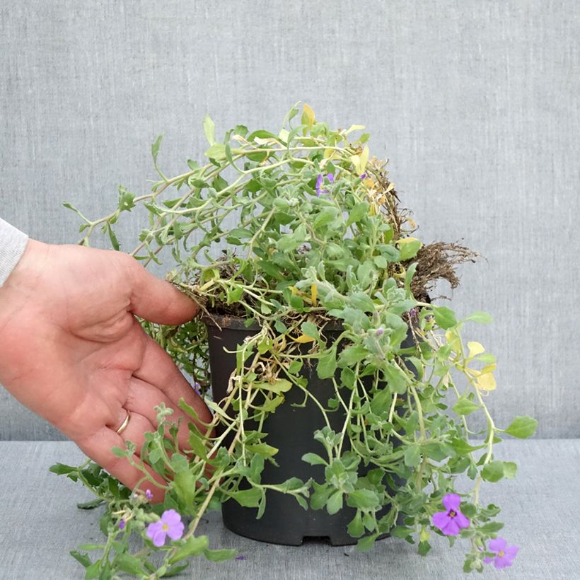 Aubrieta Cascade Blue 2L/3L pot sample as delivered in spring