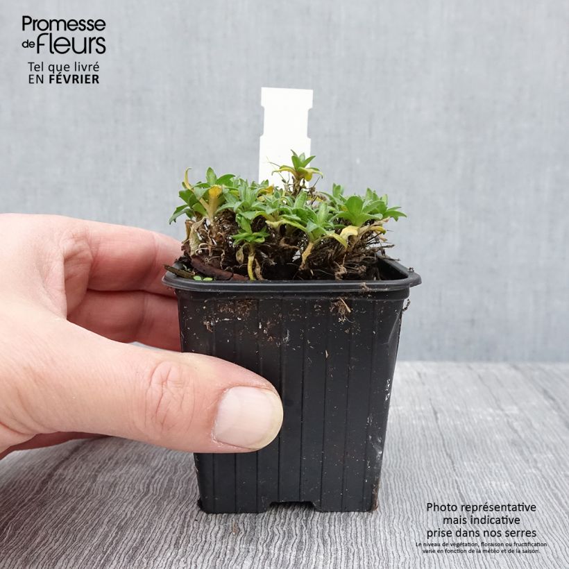 Aubrieta gracilis Rose-Red 8/9 cm pot sample as delivered in winter