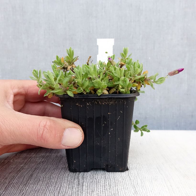 Aubrieta gracilis Rose-Red 8/9 cm pot sample as delivered in spring