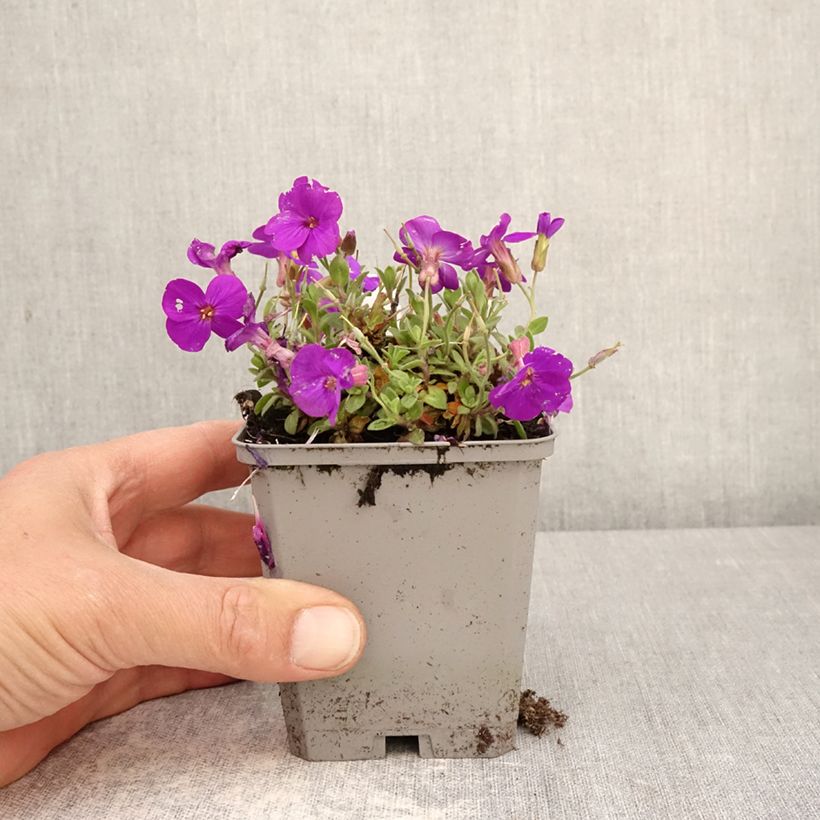 Aubrieta gracilis Kitte Blue 8/9 cm pot sample as delivered in spring