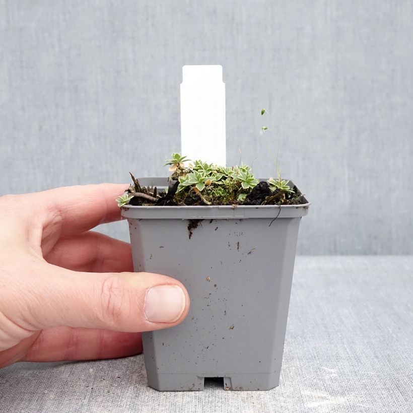 Aubrieta x cultorum Silberrand 8/9 cm pot sample as delivered in winter