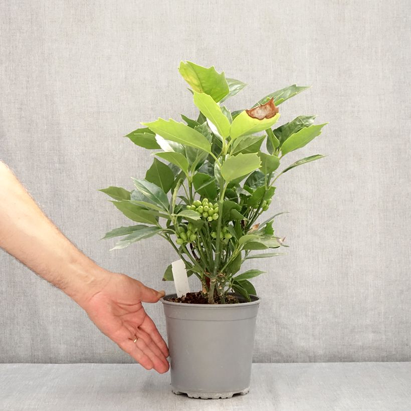 Aucuba Japonica Rozannie- Spotted Laurel 2L/3L pot sample as delivered in summer