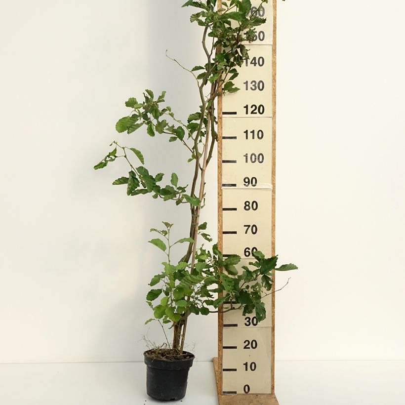 Alnus glutinosa Greenwood - Black alder 4L/5L pot sample as delivered in summer