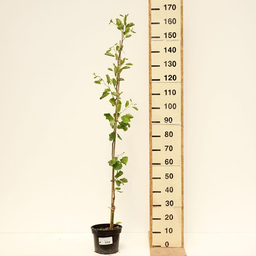 Alnus glutinosa Greenwood - Black alder 4L/5L pot sample as delivered in spring