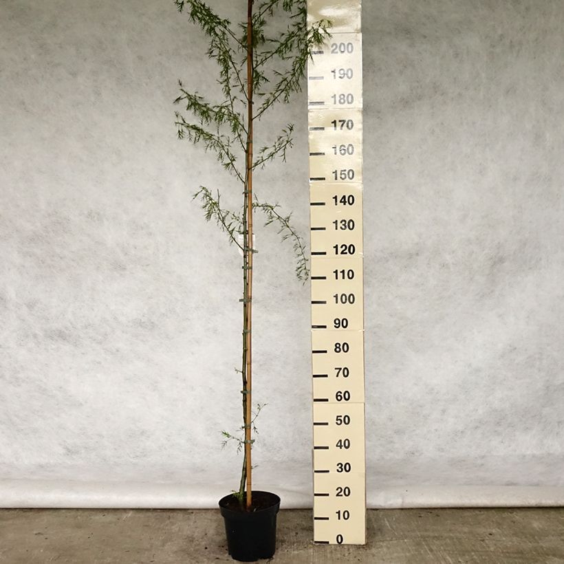 Alnus glutinosa Imperialis 7.5L/10L pot sample as delivered in spring