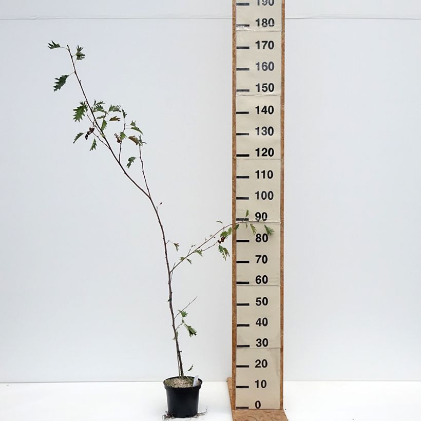 Alnus glutinosa Laciniata - Black Alder 3L/4L pot sample as delivered in autumn