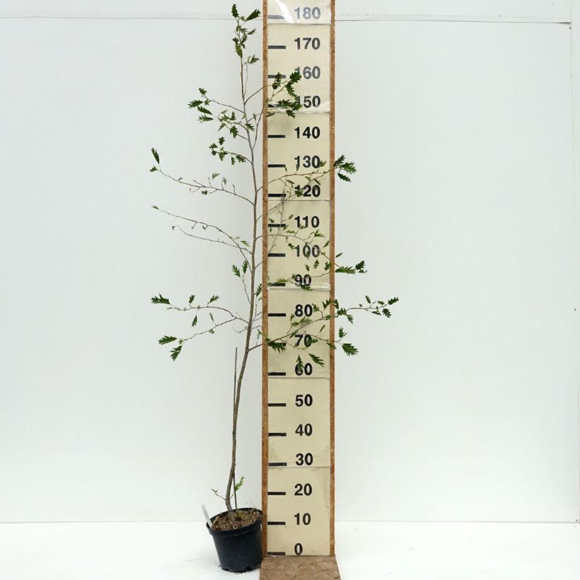 Aulne glutineux - Alnus glutinosa Laciniata Pot de 3L/4L sample as delivered in summer