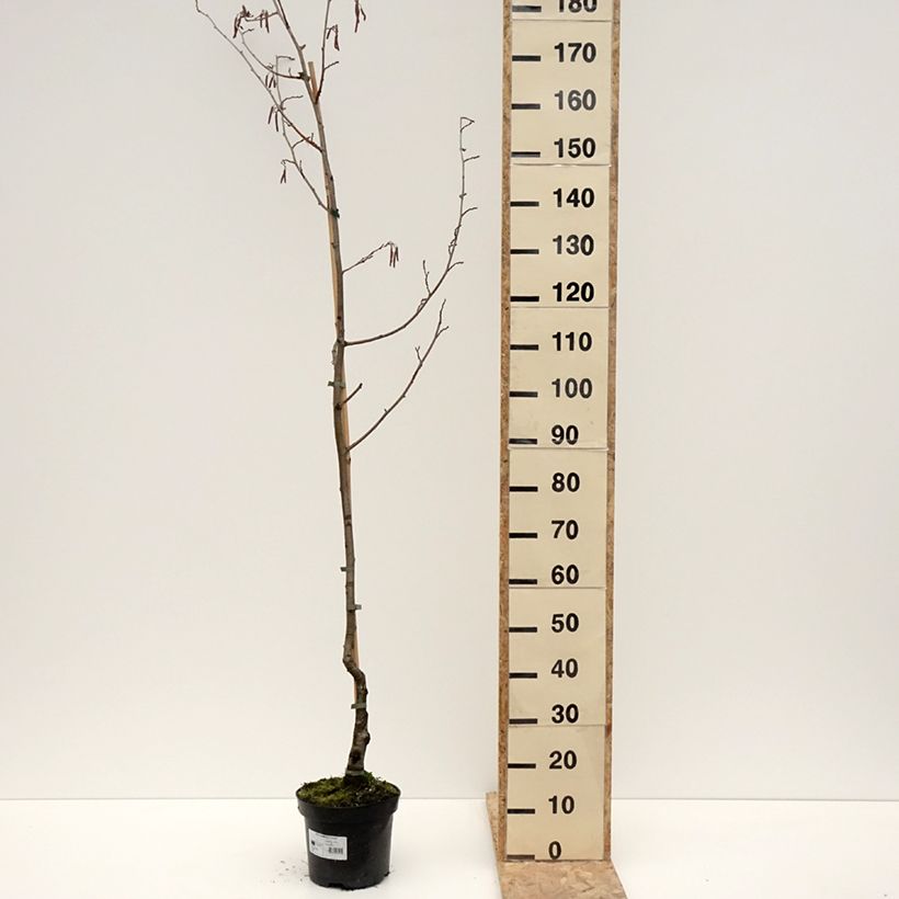Alnus glutinosa Luszyn - Common Alder 7.5L/10L pot sample as delivered in winter