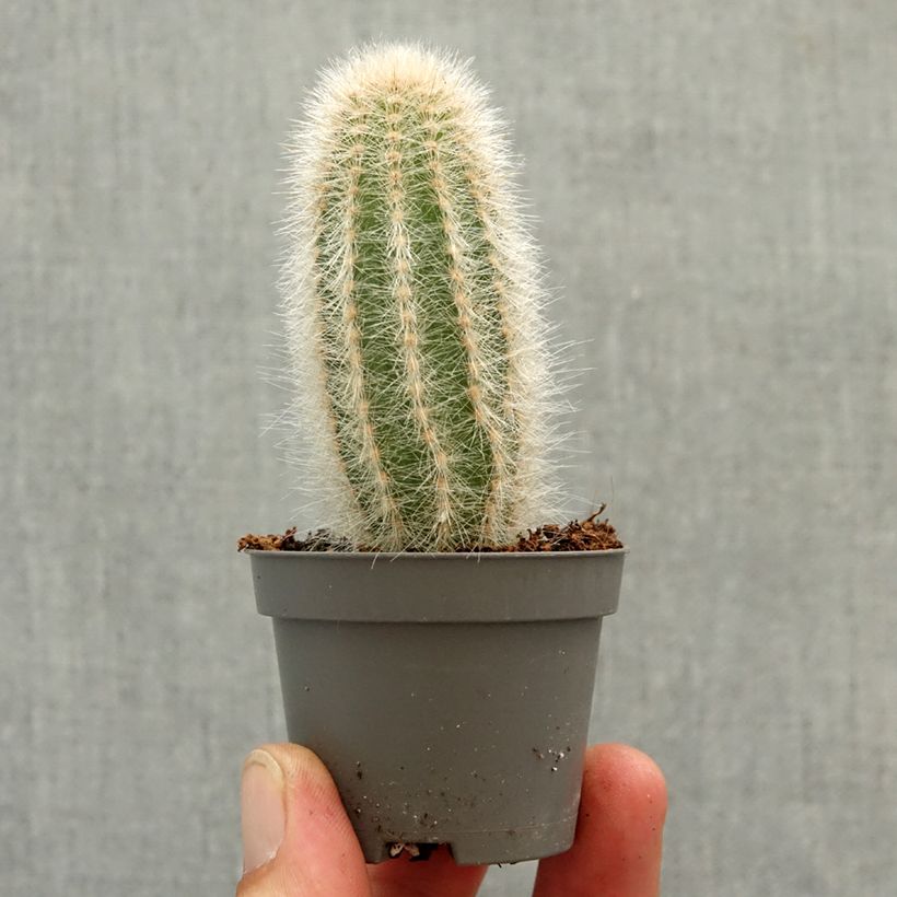 Austrocephalocereus dybowskii - Cactus-cierge laineux mini plant sample as delivered in spring