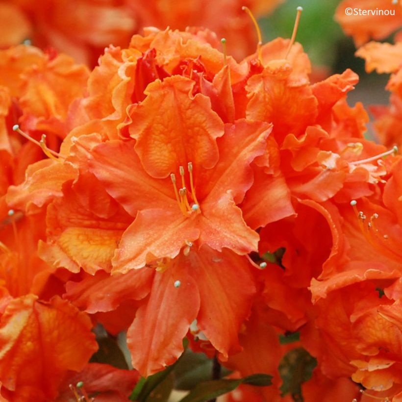 Azalea mollis Orangeade (Flowering)
