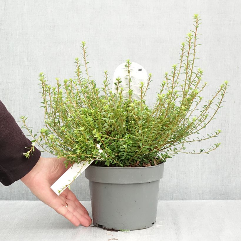 Rhododendron serpyllifolium  - Thyme-leaved Azalea 3L/4L pot sample as delivered in autumn