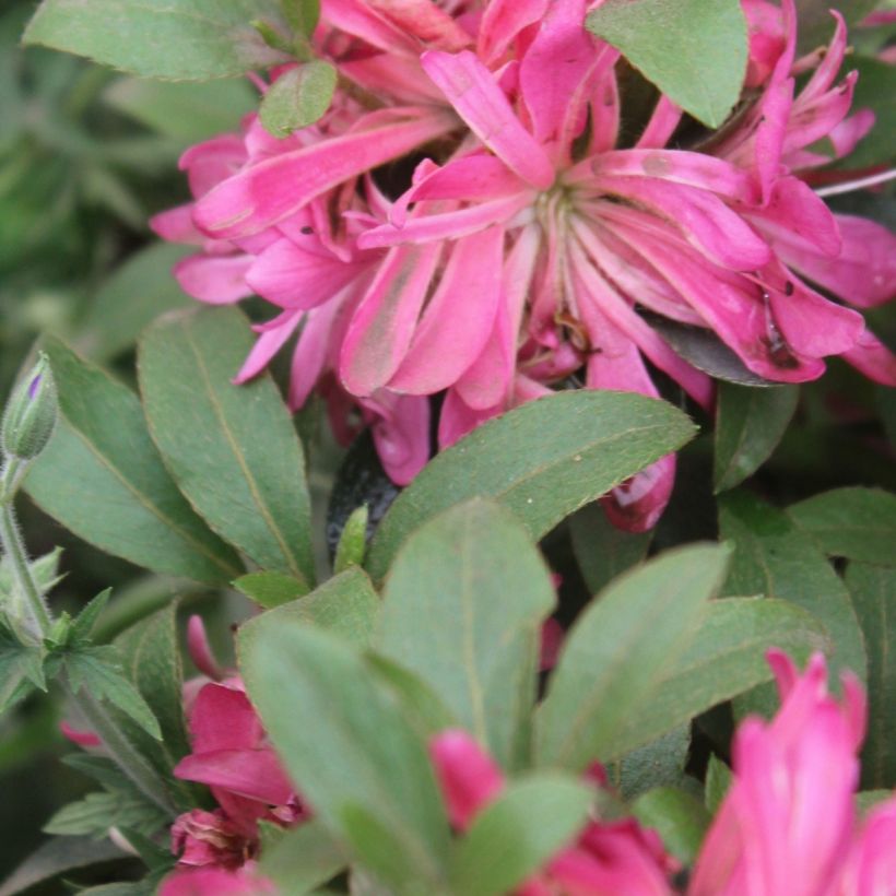 Rhododendron molle subsp. japonicum Pink Star - Japanese azalea (Foliage)