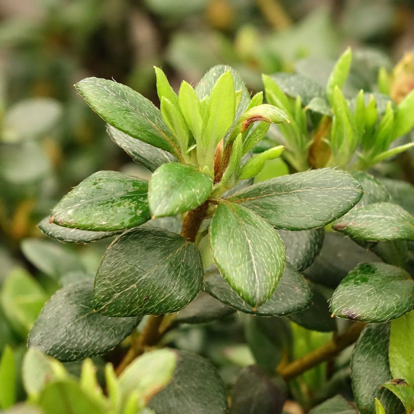 Rhododendron simsii Clotilde - Knaphill Azalea (Foliage)