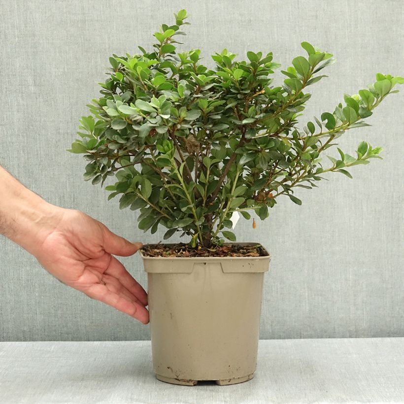 Rhododendron simsii Clotilde - Knaphill Azalea 3L/4L pot sample as delivered in summer