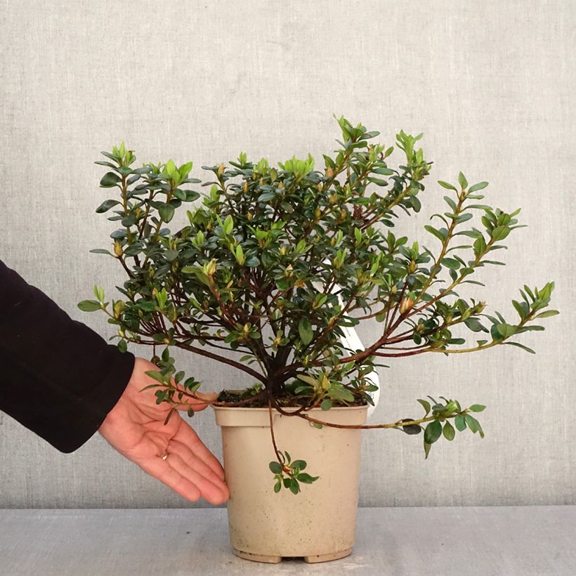 Rhododendron simsii Clotilde - Knaphill Azalea 3L/4L pot sample as delivered in spring
