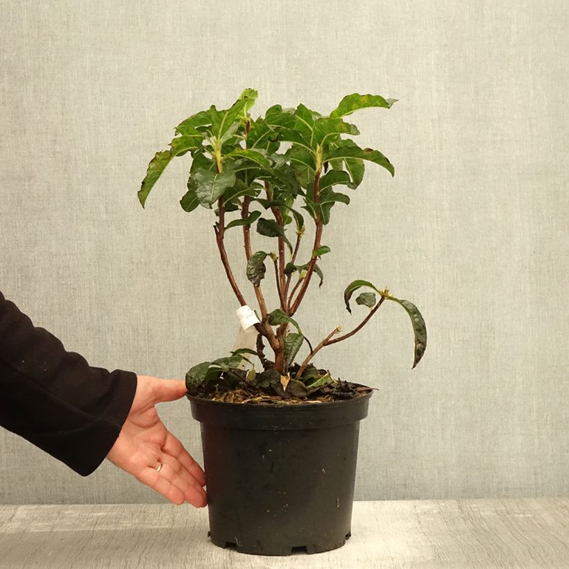 Azalea Knaphill Arneson Gem 4L/5L pot sample as delivered in autumn