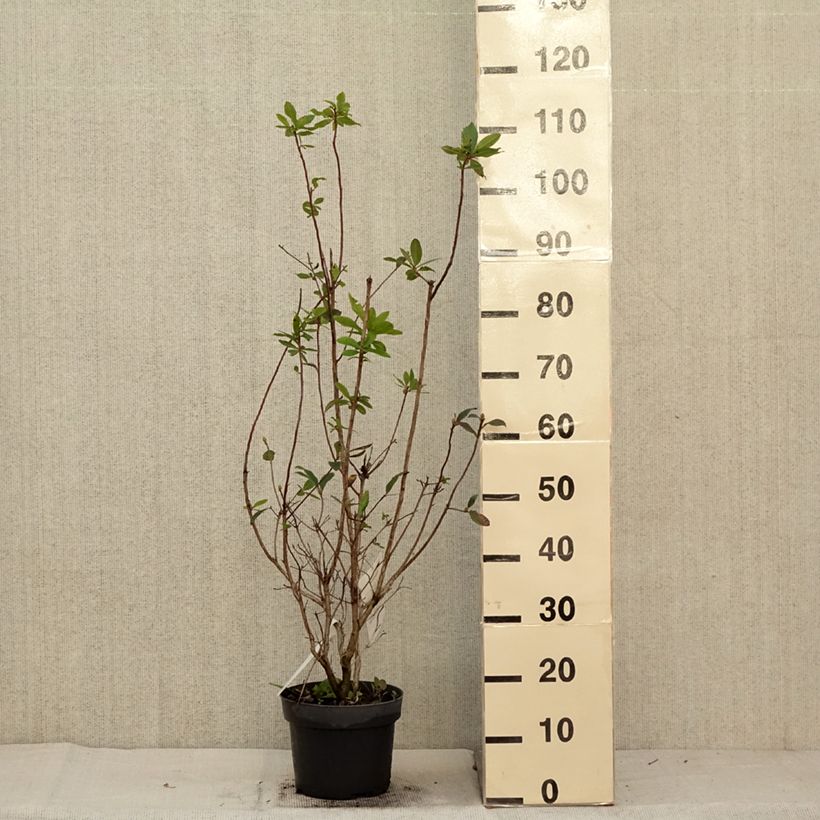 Chinese Azalea Karminduft 4L/5L pot sample as delivered in autumn
