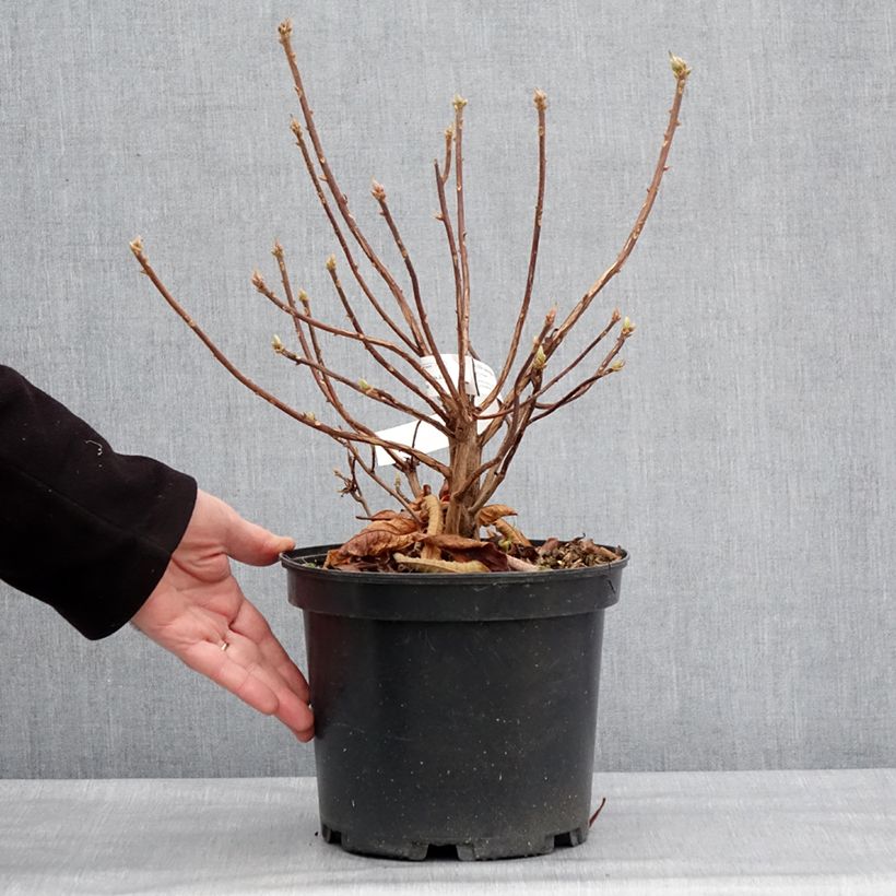 Rhododendron Berryrose - Western Azalea 4L/5L pot sample as delivered in winter