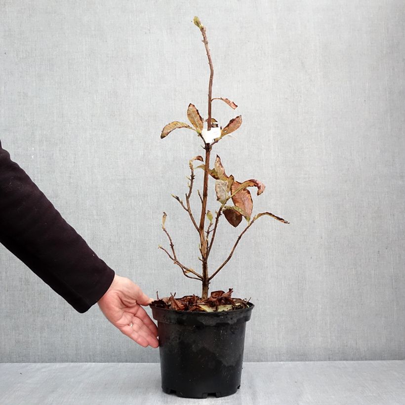 Azalea mollis Cecile 4L/5L pot sample as delivered in autumn