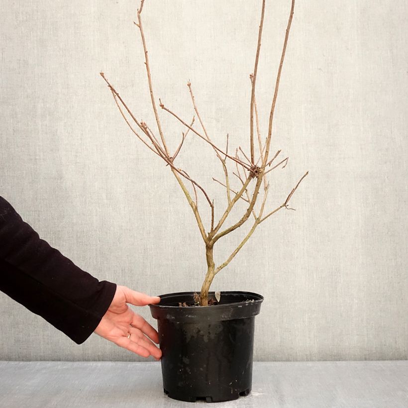 Azalea mollis Cecile 4L/5L pot sample as delivered in winter