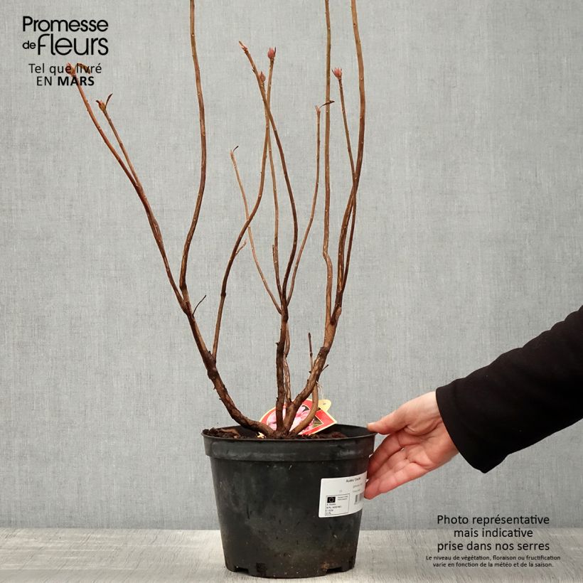 Azalea mollis Cecile 4L/5L pot sample as delivered in spring