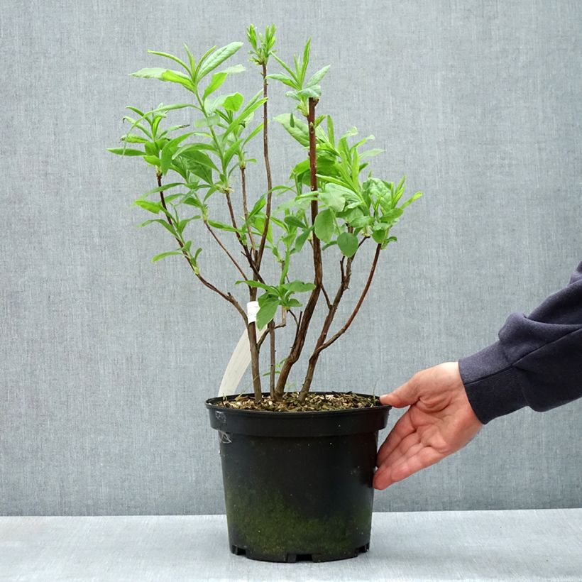 Azalea mollis Demoiselles de Boutiguery Callista 4L/5L pot sample as delivered in spring