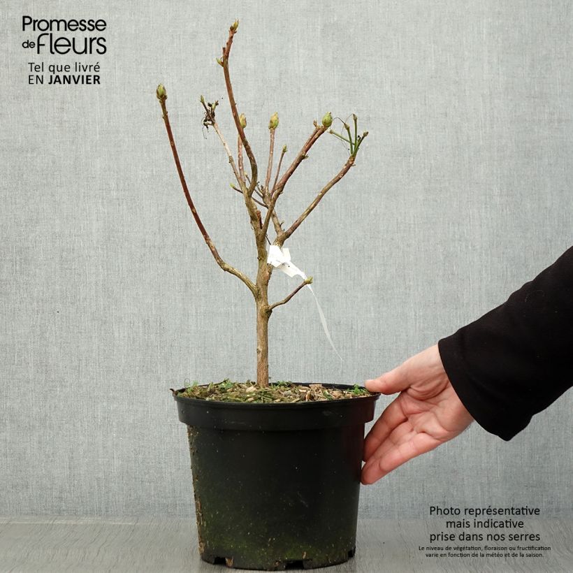 Azalea mollis Demoiselles de Boutiguery Idylla 4L/5L pot sample as delivered in winter