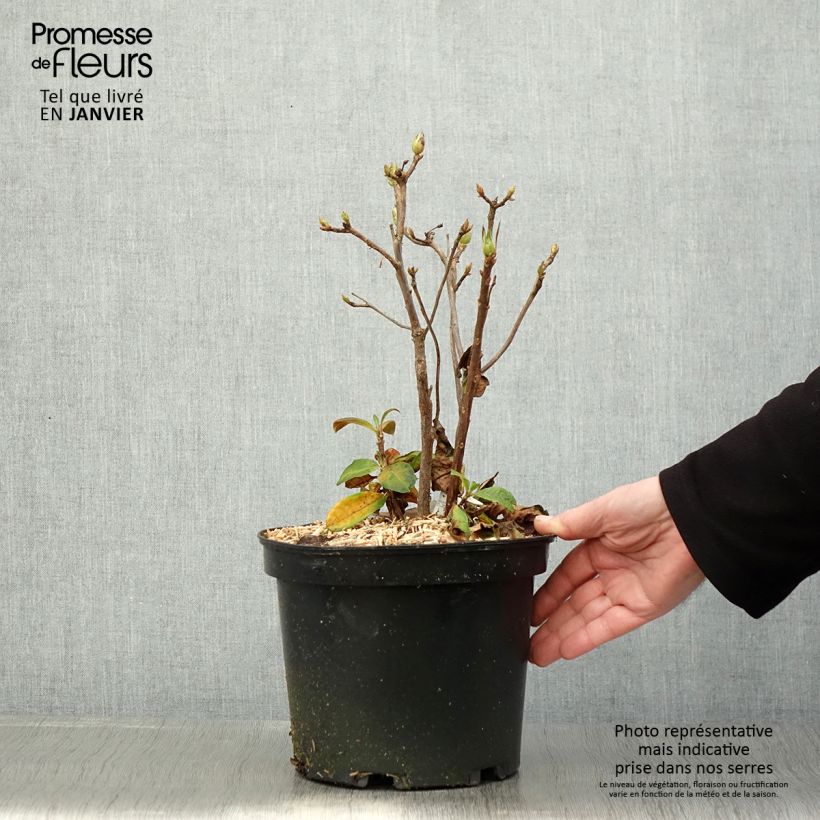Azalea mollis Demoiselles de Boutiguery Nella 4L/5L pot sample as delivered in winter