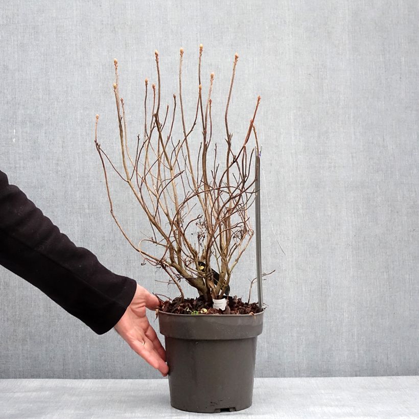 Rhododendron Fraseri 4L/5L pot sample as delivered in winter