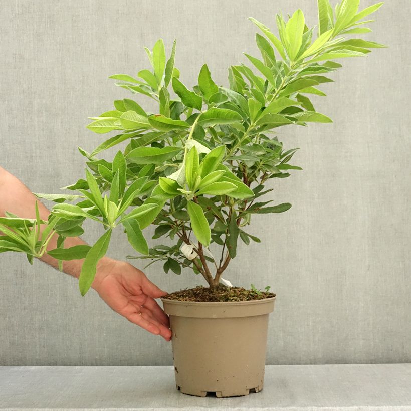 Rhododendron Hortulanus H Witte 4L/5L pot sample as delivered in summer