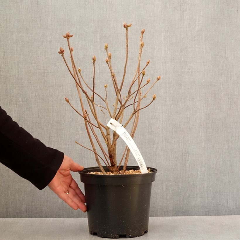 Azalea Knaphill Mary Poppins 4L/5L pot sample as delivered in spring