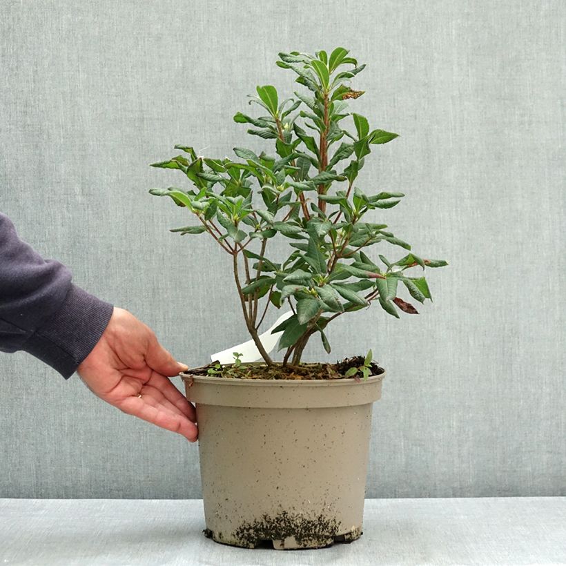 Azalea luteum Narcissiflora 4L/5L pot sample as delivered in summer