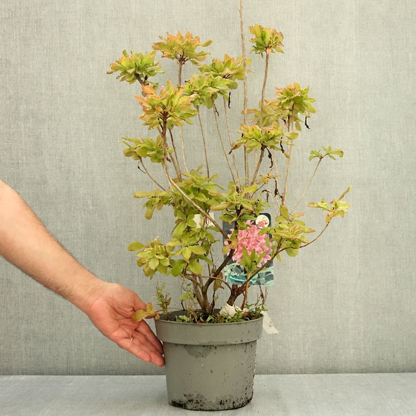 Chinese Azalea Rosata 4L/5L pot sample as delivered in summer